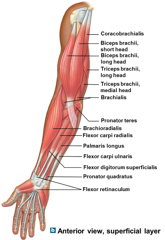 Muscle Anatomy Quiz