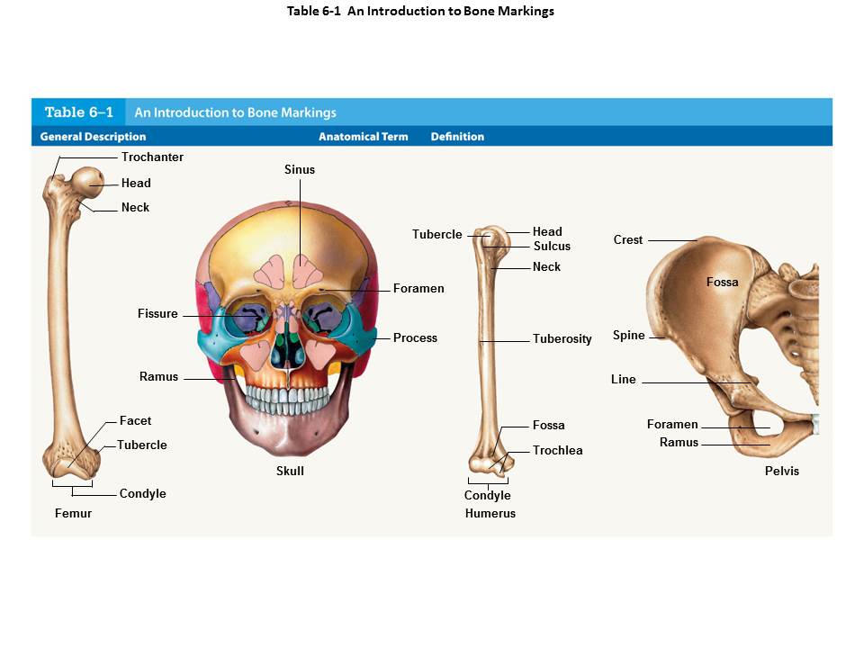Bone Definition Anatomy - Anatomy Diagram Book