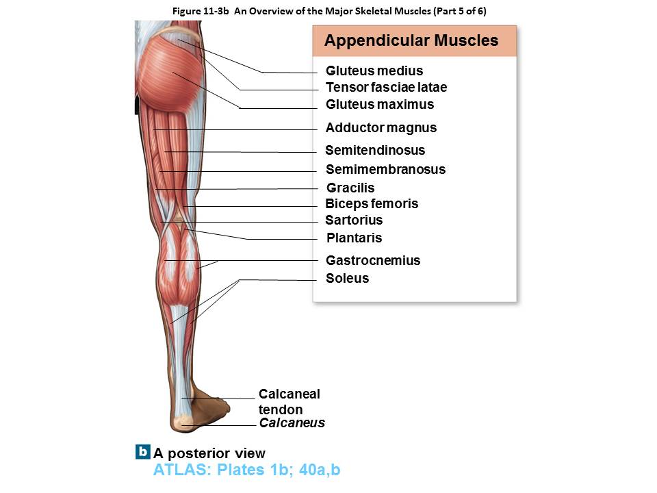 BIO 112 - Muscles of the Upper Leg Quiz - By tgardiner9
