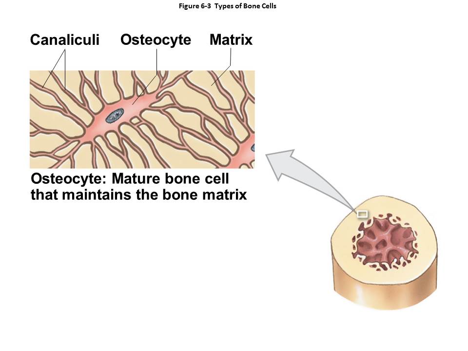 bone cells