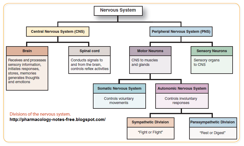 Human Nervous System Flow Chart