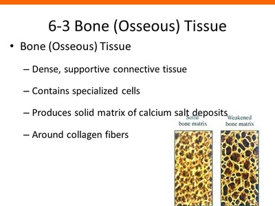 Bone Cells and Structure - Anatomy and Physiology