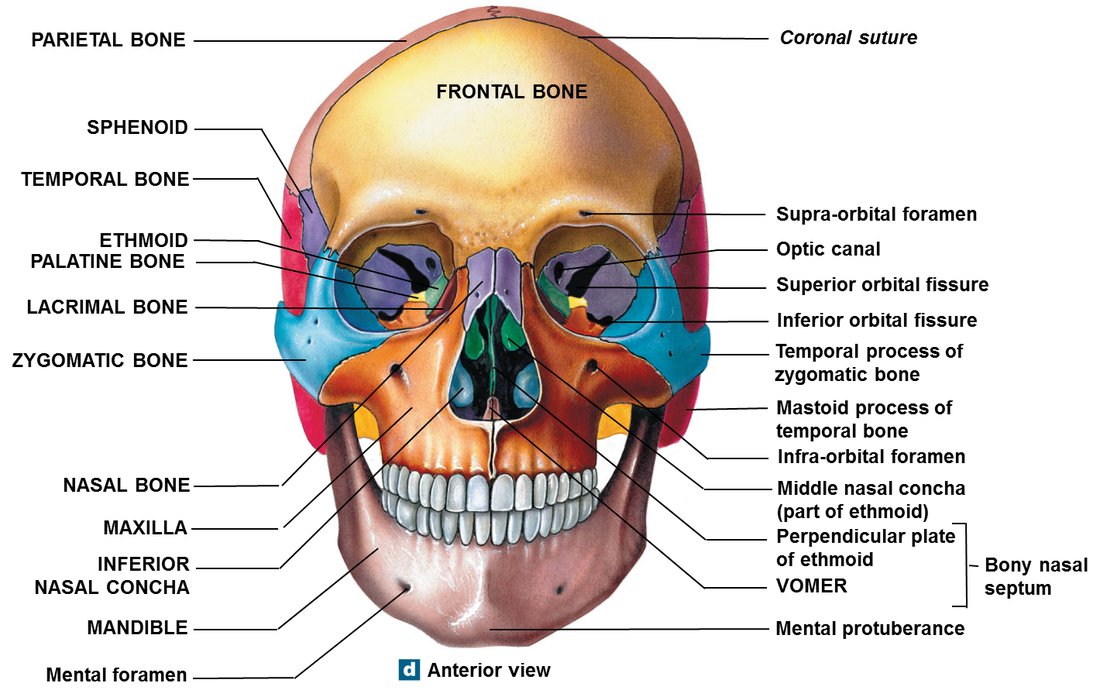 The Skull Anatomy Quiz Anatomical Charts Posters