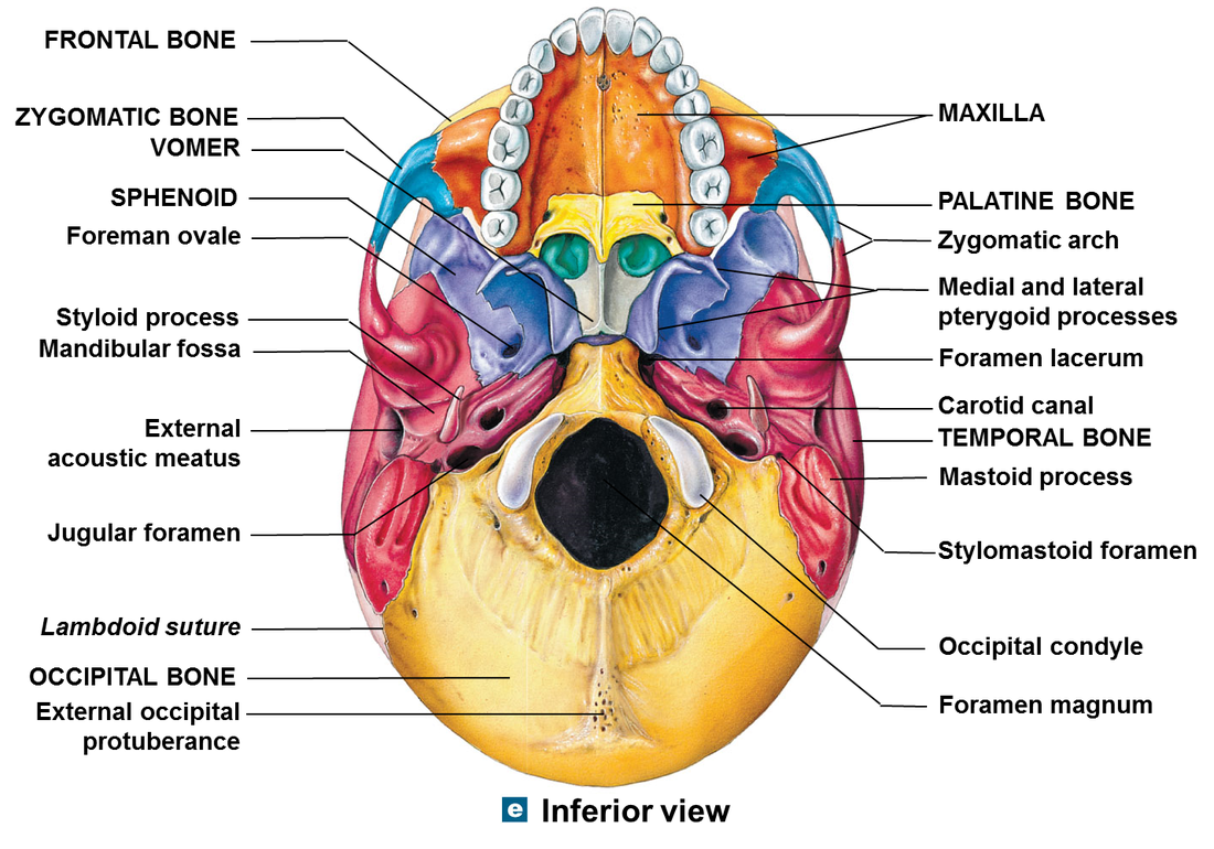 The Skull – Anatomy & Physiology