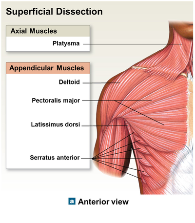 Anatomy Quiz: Torso Muscles - Anatomy and Physiology