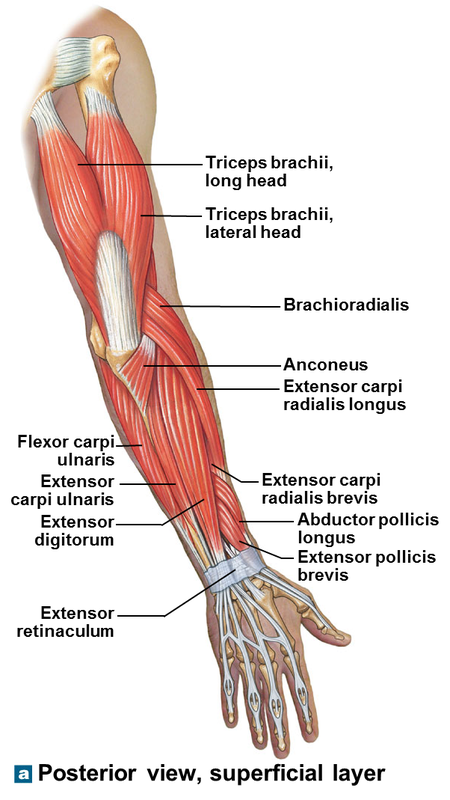 Posterior Upper Limb Muscles